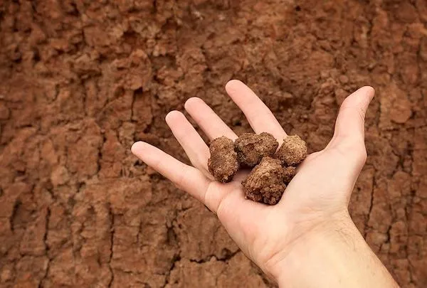 Clay Soils